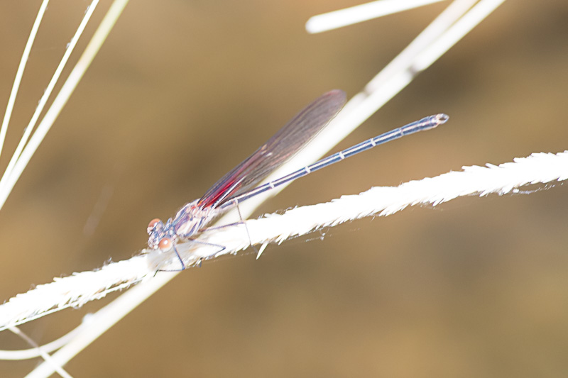 canyon rubyspot